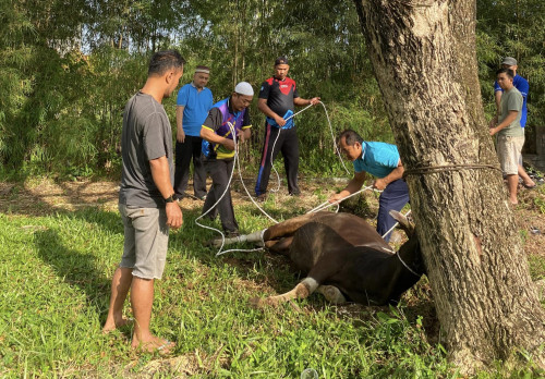 MAN 1 Ketapang Gelar Pemotongan Hewan Qurban : Kerjasama dan Kepedulian Terhadap Sesama